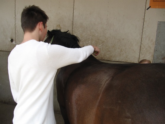 Pferdepflege in der AG "Reiten